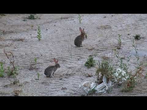 [DANNY HAN] Rabbits in Paracuellos de Jarama, Madrid, Spain